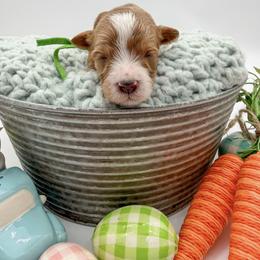 CoJack - Red  male Goldendoodle puppy in Sunman, Indiana from Brunsman Country Doodles LLC