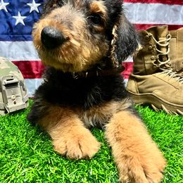 Airedale Terrier Puppies from Olson’s Aire Haven
