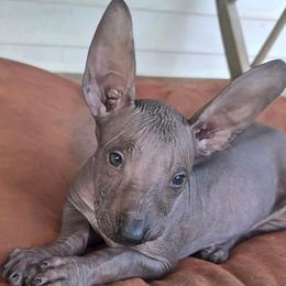 Obsidian from chaos to clarity - Black male Xoloitzcuintli puppy in Ethridge, Tennessee from Royalty Reigns Xolos