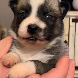Pomsky Puppies from The Posh & Pampered Pomsky