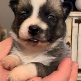 Pomsky Puppies from The Posh & Pampered Pomsky