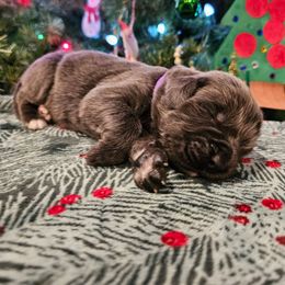 Purple - Gray female Newfoundland puppy in Ohio from Vermillion Newfoundlands