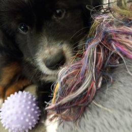 Coal - Black tri male Miniature American Shepherd puppy in Santa Rosa, California from BennettValleyAussies