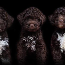 Lagotto Romagnolo puppies from Fortuna Farms