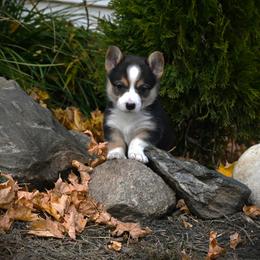 Pembroke Welsh Corgi Puppies from The Blessed Herd
