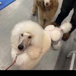 Poodle All Grown Up from Purley Poodles