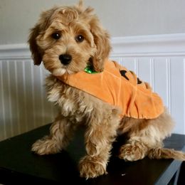 Eggs - Cream male Goldendoodle puppy in Taylorsville, North Carolina from Heartfelt Doodles