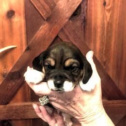 Pepper - Black tan and white female Beagle puppy in Jerome, Missouri from Beam's Beagles