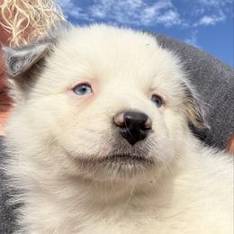 Sparkles - Blue merle female Australian Shepherd puppy in Ellensburg, Washington from Creekside Aussies