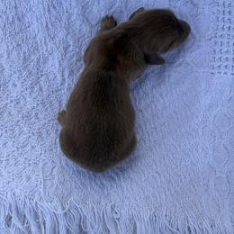 Kramer - Chocolate male Dachshund puppy in Gold Canyon, Arizona from Silverking Kennels