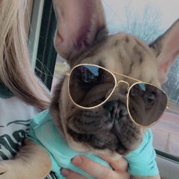 French Bulldog All Grown Up from Caring Hearts Kennel