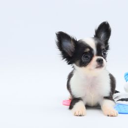 Ryle (TINY TINY BABY BOY) charting 3lbs at maturity - Black male Chihuahua puppy in Tulsa, Oklahoma from H-3 Chihuahuas