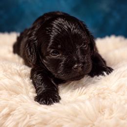 Shadow - Black male Morkie puppy in Davie, Florida from Sweet Peluditos