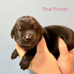 Tina Turner - Black female Newfoundland puppy in Tully, New York from Bear Paw Newfoundlands