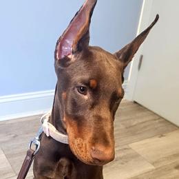 Doberman Pinscher puppies from Double-Take Doberman Kennels