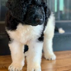 Newfypoo Puppies from Two Sisters Ranch, LLC