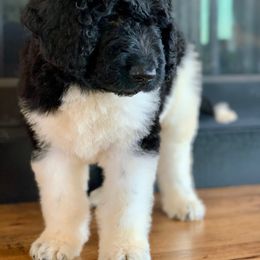 Newfypoo Puppies from Two Sisters Ranch, LLC