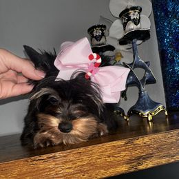 Mina - Black and gold female Yorkshire Terrier puppy in Cape Coral, Florida from Katherine’s Yorkies and Poodles