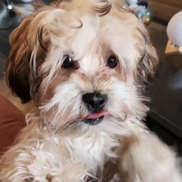 Shorkie All Grown Up from Roover's Oklahoma Shorkies