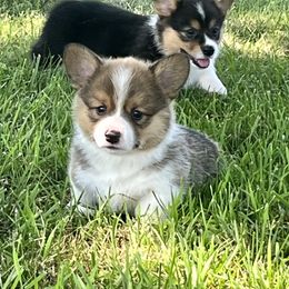 American Corgi and Pembroke Welsh Corgi Puppies from Folly Acres Corgis