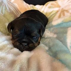 Zack - Black and tan male Brussels Griffon puppy in Ogden, Utah from Shelly's Brussels Griffons