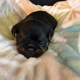 Zack - Black and tan male Brussels Griffon puppy in Ogden, Utah from Shelly's Brussels Griffons