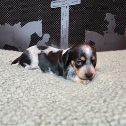 Girl 2 - Piebald female Dachshund puppy in Lindsay, California from Lewis Creek Dachshunds