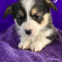 U-4 - Black and tan male Pembroke Welsh Corgi puppy in Sanford, Michigan from Tambali Pembroke Welsh Corgis