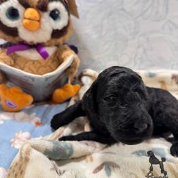 Copper - Black male Poodle puppy in Beaumont, Texas from Lingo Standard Poodles