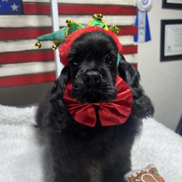 Tick Tock the crocodile - Black male Cocker Spaniel puppy in Moreno Valley, California from Joker Karr’s