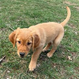 Green Boy - Golden male Golden Retriever puppy in Kentucky from Greenridge Kennels