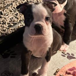 Boy 3 - Black brindle and white male Boston Terrier puppy in Georgia from KD’s K9 Oasis