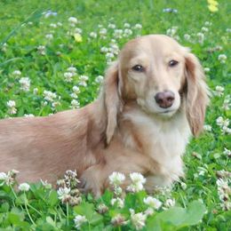 JoJo - Dachshund