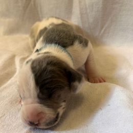 Light Blue Boy - Harlequin male Great Dane puppy in Albertville, Alabama from Wild Willow Danes