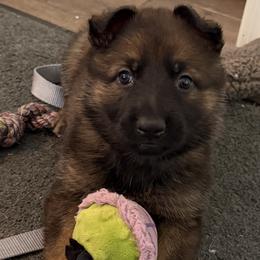 Blue Girl - Sable female German Shepherd puppy in Grantsville, Utah from Vom Haus Denfors K9 - Working German Shepherds