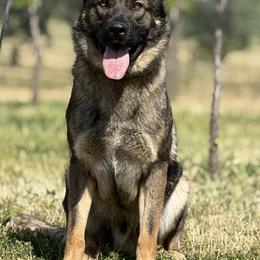 Savage - German Shepherd