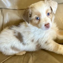 Boy 4 - Australian Shepherd puppy from Two Nichols Aussies