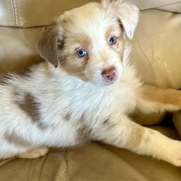 Boy 4 - Australian Shepherd puppy from Two Nichols Aussies
