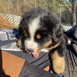 Colorado - Tri-color male Bernese Mountain Dog puppy in Rural Retreat, Virginia from Bernese Bunker