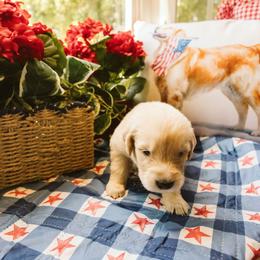 Esther - Golden female Golden Retriever puppy in Ramona, California from SDPREMIERGOLDENS