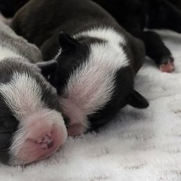 Boston Terriers from Lakeview Bostons