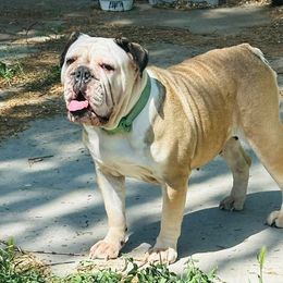 Diva - Fawn and white female Bulldog puppy in Washington from Sun City Campeiro Bulldogs