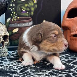 Moon - Red tri-color male Australian Shepherd puppy in Wrightstown, New Jersey from Hartzland Farm Australian Shepherds