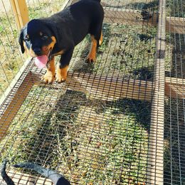 Rottweiler Puppies from Von Haus of Pearl
