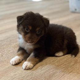 Timber AKC - Red tri-color male Australian Shepherd puppy in Polk City, Florida from Skaky Shepherds