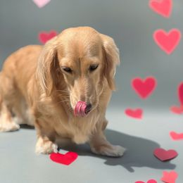 Skylar - Dachshund