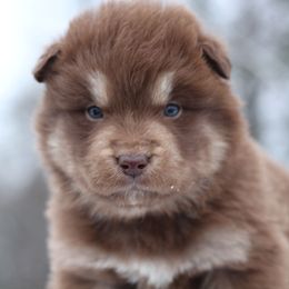 Truffle - Red and white male Alaskan Malamute puppy in Independence, Virginia from New River Valley Malamutes