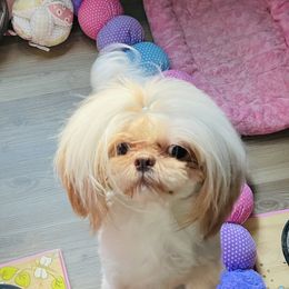 Milo - Shih Tzu