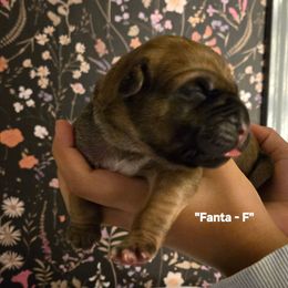 FANTA - Fawn female Cane Corso puppy in St. Augustine, Florida from RG2 Cane Corsos