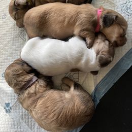 Dachshund Puppies from Little Kisses Doxies